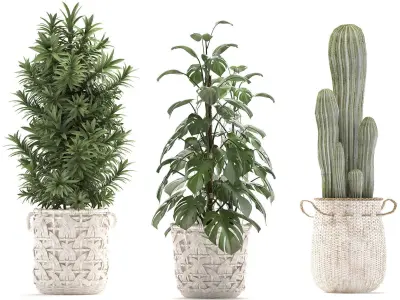 Collection of Exotic plants cactus monsterra 344 3D model