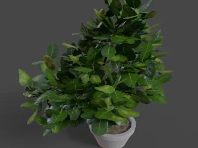 Small Plant Game Ready Low-poly 3D model Low-poly 3D model