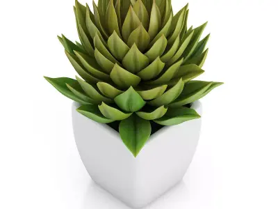 Small Plant in White Pot 1 3D model