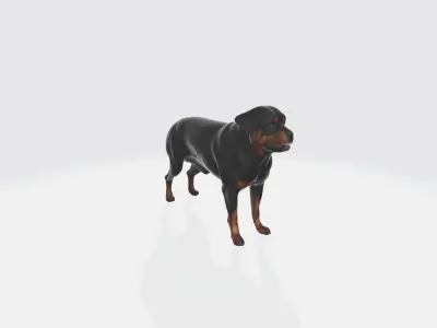 Strong Rottweiler Dog Animal Portrait  3d model 3D model