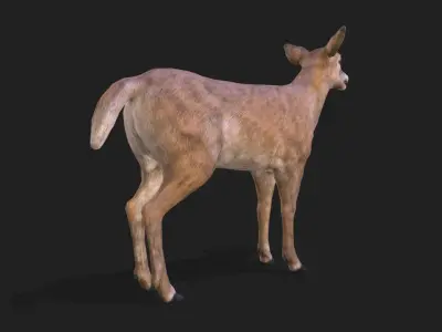 Young deer animation 3D model