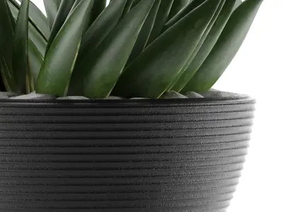House Plant 23 3D model