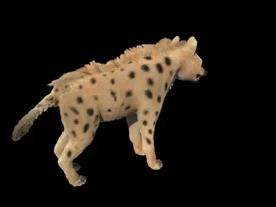 Realistic hyena model with fur 3D model