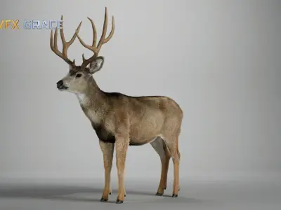 Mule Deer Male  UE Character Asset 3D model
