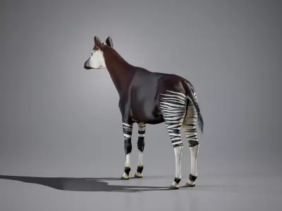 Okapi rigged Low-poly 3D model