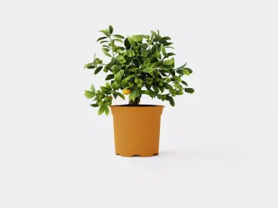 Citrus Calamondin Low-poly 3D model