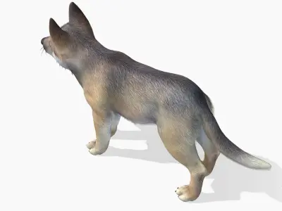 Wolf - Cub Low-poly 3D model