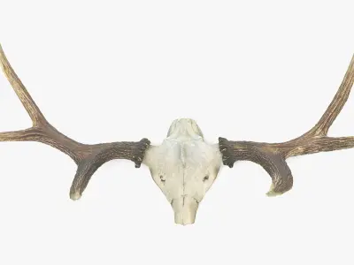 Antlers with Skull Fragment Low-poly 3D model