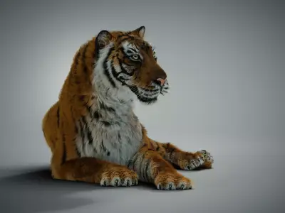 Siberian tiger 3D model