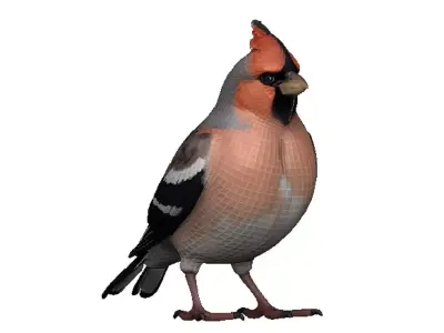 Finch Low-poly 3D model