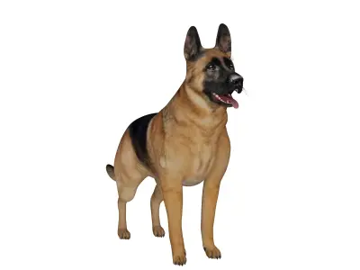 King Shepherd Dog Low-poly 3D model