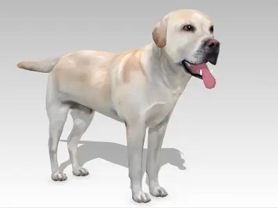 Labrador retriever Low-poly 3D model