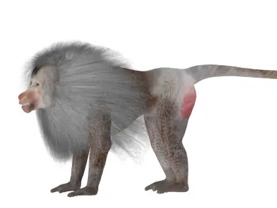 Hamadryas Baboon Monkey Low-poly 3D model