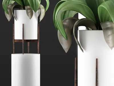 Plants Collection 91 3D model