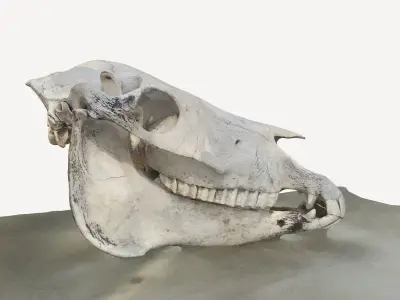3d scan of a pony mule skull 3D model