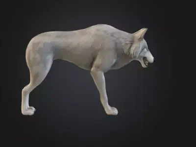 Alpha Wolf Low-poly 3D model