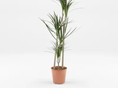 Collection of Dracaena Houseplant - 3 Models