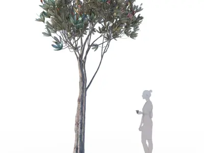 Bronze loquat eriobotrya deflexa skinny 3D model