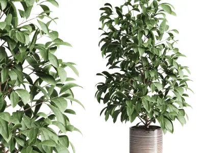 indoor plant of earthenware concrete vases 210 3D model