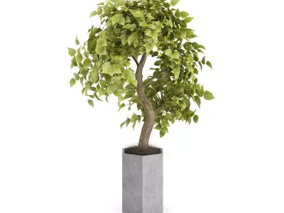 Bonsai Tree in Grey Pot 3D model