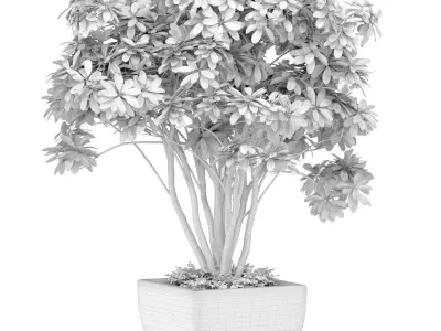 Decorative garden Money tree in a modern potted flowerpot 3D model