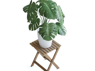 Monstera Plant 3D model