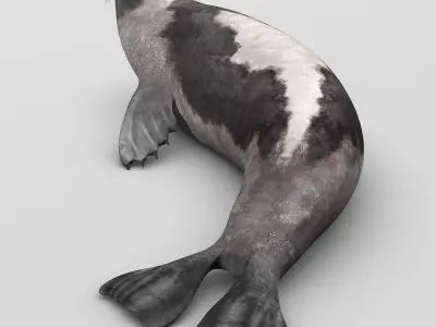 Harp Seal - Adult 3D model