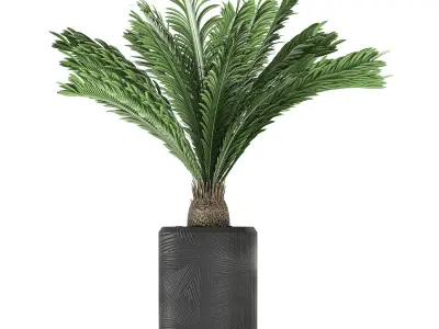 Decorative Cycas palm in a black flowerpot 624 3D model