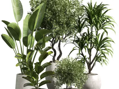 Indoor plant 10 3D model purchase
