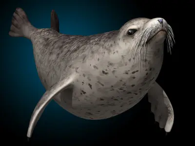 Harbor Seal 3D model
