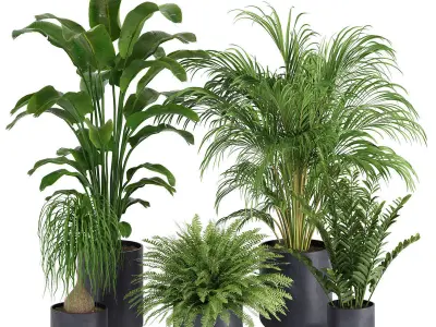 plants collection 01