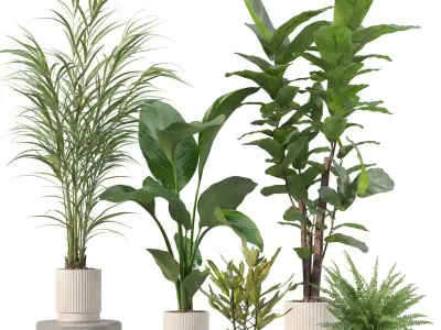 Plants collection 204 - palm strelitzia fern ficus croton 3D model
