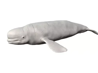 Beluga whale Low-poly 3D model