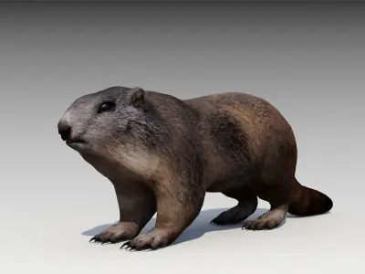 Marmot beaver Low-poly 3D model