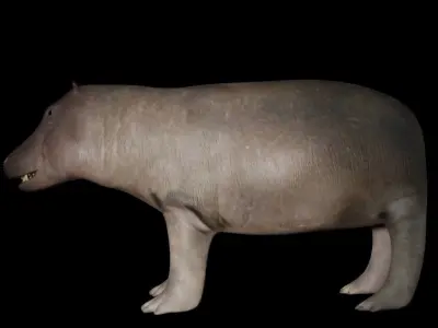 hipoppotamus for game 3D model