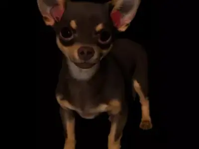 3D Model Dog Chihuahua  3D model