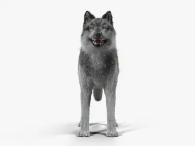 Wolf Grey Low-poly 3D model