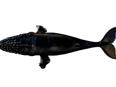 Humpback Whale -  Megaptera novaeangliae 3D model