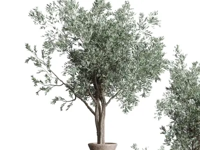 Olive tree in an old earthenware vase indoor collection 278 3D model
