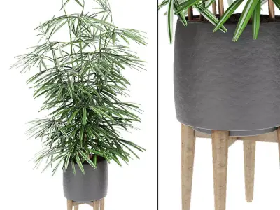 Plant in Pot Flowerpot Exotic Plant 3D model get