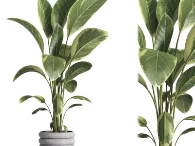 indoor plant 033 3D model