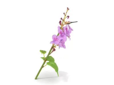 Lavender Floral Stalk model pack Low-poly 3D model