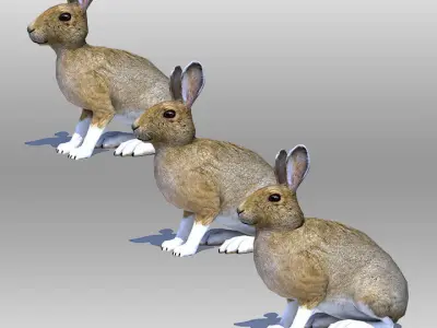 Rabbit or Hair Low-poly 3D model