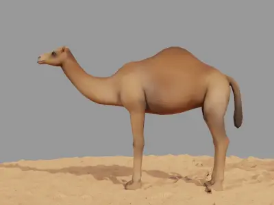 Camel LowPoly in desert Low-poly 3D model