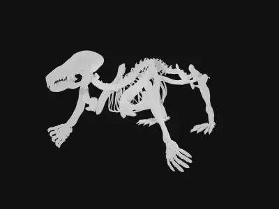 Mole skeleton 3D model
