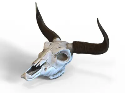 Bull skull with horns Low-poly 3D model