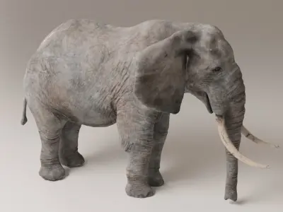 Elephant with long tusks Low-poly 3D model