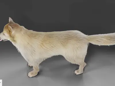 Fur Gray Wolf V02 NO Rigged Low-poly 3D model