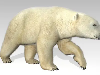 Polar Bear Animated Low-poly 3D model