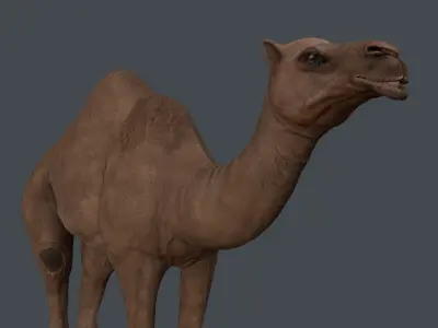 Camel   in game Low-poly 3D model